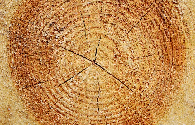 Closeup Holz geschnitten
