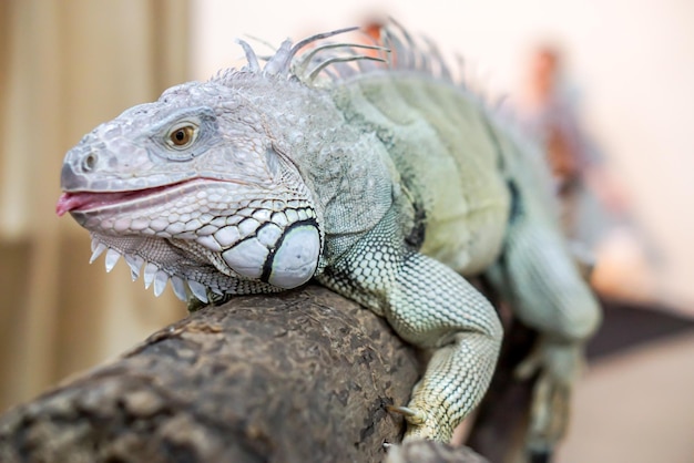 Closeup Iguana en un registro de fondo borroso