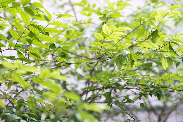 Closeup imagen de arbol y hojas