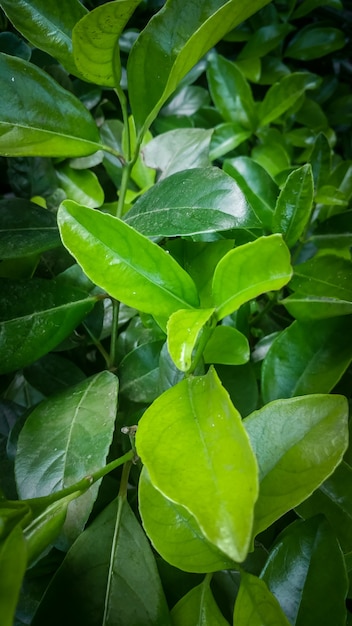 Closeup imagen de hojas verdes frescas en Bush con aspecto de té