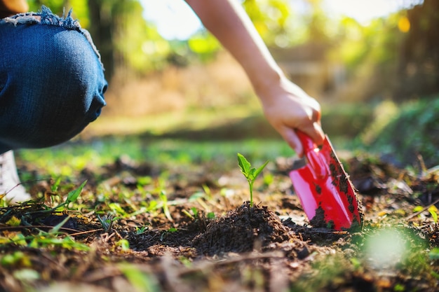 Closeup imagen de una mujer con pala para plantar un pequeño árbol en el jardín