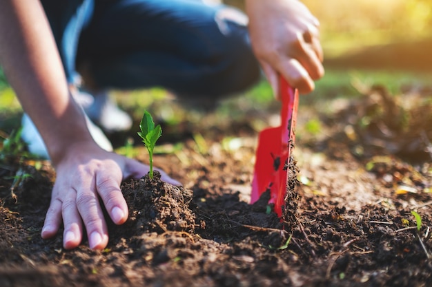 Closeup imagen de una mujer con pala para plantar un pequeño árbol en el jardín