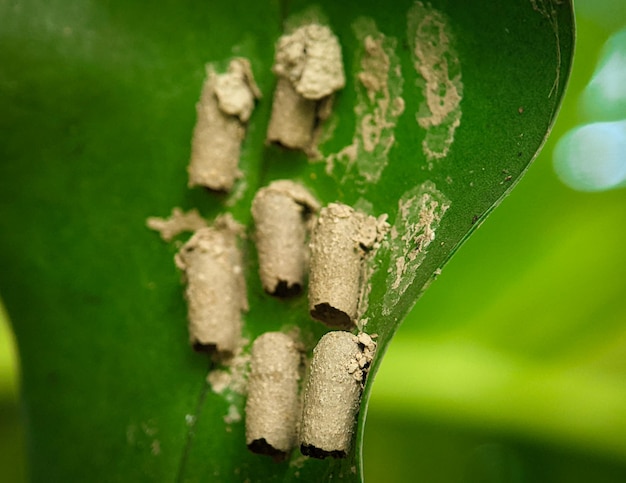 Closeup Insektennester aus Erde