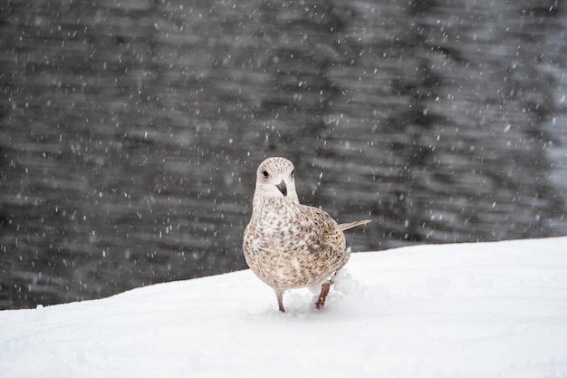 Closeup jovem gaivota caminha na neve Pássaros no inverno Jovem gaivota na neve Conceito do Dia Internacional das Aves