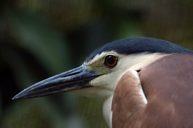 Closeup Kopf Blackcrowned Nachtreiher Vogel Blackcrowned Nachtreiher Vogel Nahaufnahme