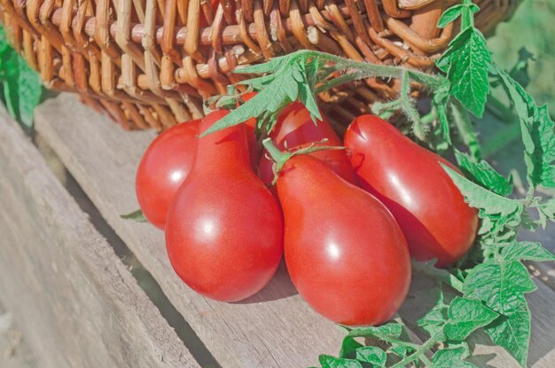 Closeup Korb mit frischen roten Tomaten Frisch geerntete Tomaten im Korb Rote Tomaten im Weidenkorb