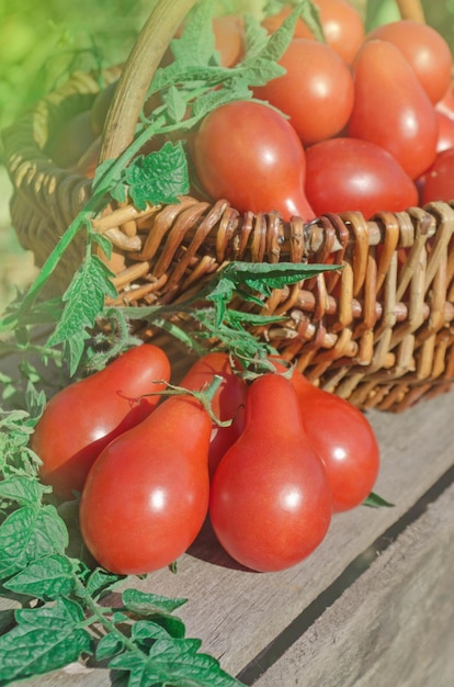 Closeup Korb mit frischen roten Tomaten Frische lange Tomate in einem Korb auf grünem Hintergrund Eine produktive Pflaumentomate