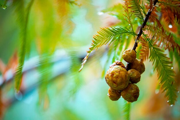 Closeup Lärchenwald Lärchen Tannenzapfen Frucht