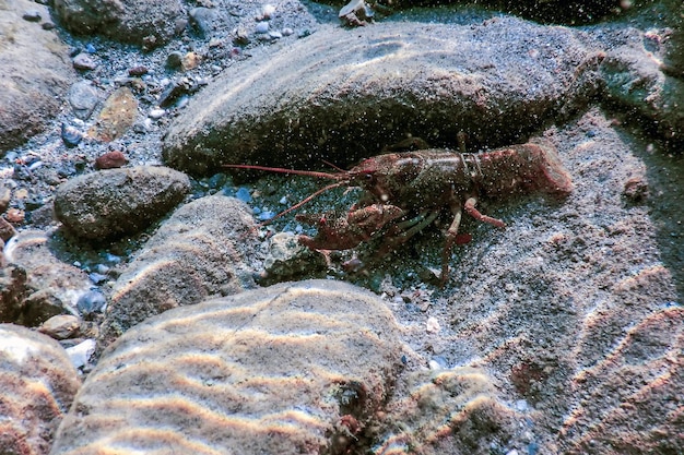 Closeup lagostim de água doce subaquático (Astacus astacus) em águas cristalinas