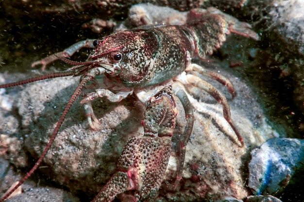 Closeup lagostim de água doce subaquático (Astacus astacus) em águas cristalinas