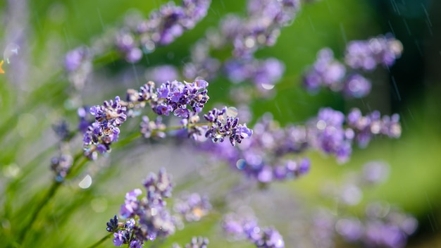 Closeup Lavendelzweig mit Regentropfen Lavendelblüten