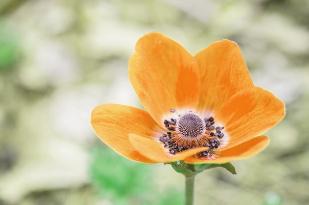 Closeup linda flor amarela na natureza turva