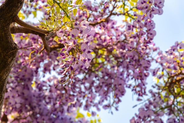 Closeup linda flor cheia de flores de treliça de flores de treliça de árvores de flor de Wisteria rosa roxa na primavera