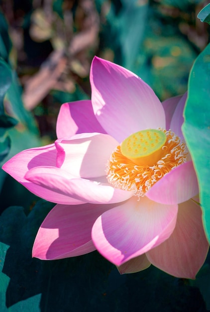 Closeup linda flor de lótus indiana na lagoa Fundo de flor de lótus grande rosa Lily flutuante