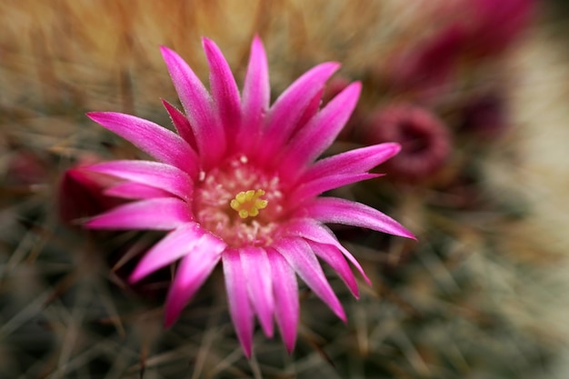 Closeup Linda flor rosa de cacto Mammillaria