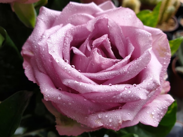 Closeup linda flor rosa roxa com gotas de água nas pétalas