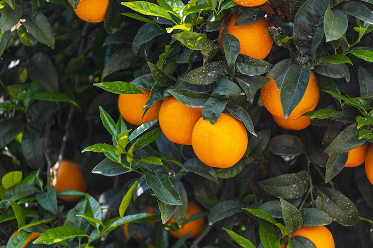 Foto closeup linda laranjeira com laranjas grandes e redondas cercadas por muitas folhas verdes brilhantes