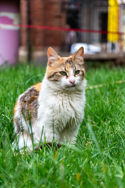 Closeup lindo gato sentado en la hierba en el jardín