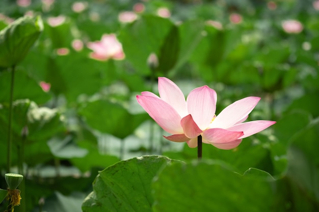 Closeup lindo lótus rosa com folhas de vegetação