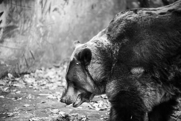 Closeup lindo retrato de grande urso pardo