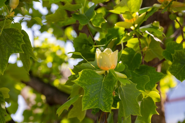 Closeup liriodendron foco seletivo em forma de tulipa é uma bela árvore decorativa em flor florescendo wi