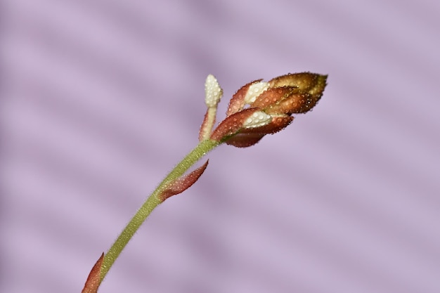 Closeup macro de Jewel Orchid Ludisia descolorida