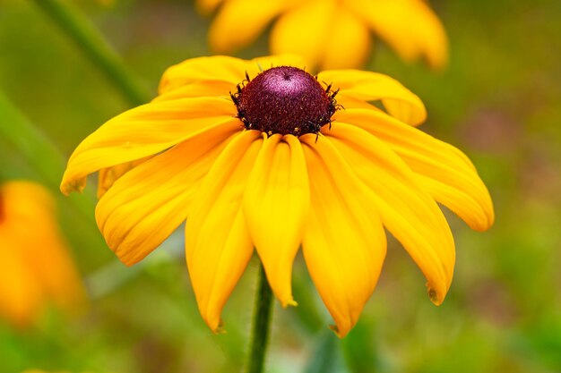 Closeup macro pétalos amarillo Blackeyed susanNarrow profundidad de campo