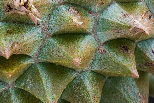 Closeup macro piel o espina de durian king of fruit