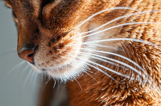 Closeup macro vista de bigodes de gato abissínio de raça pura