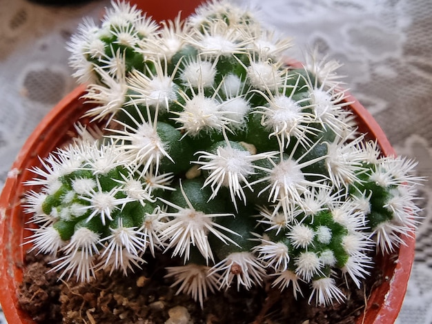 Closeup Mammillaria Vetula spp Gracilis Arizona Schneekappe Kaktus in einem Topf