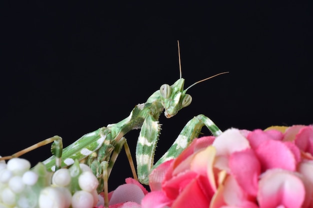 Closeup mantis