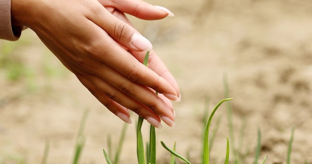 Closeup mão de pessoa segurando solo de abundância com planta jovem na mão para agricultura ou plantio.