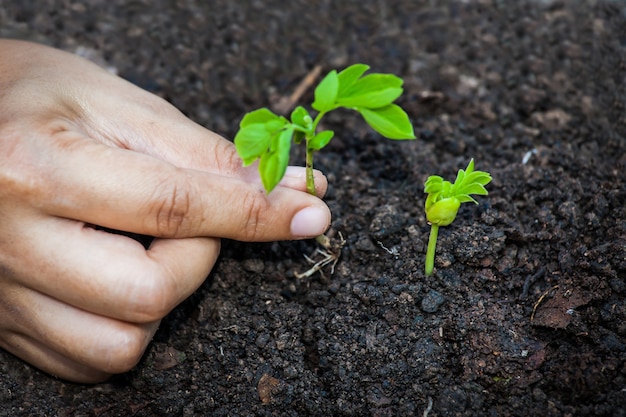 Closeup mão plantando árvore jovem no solo, economize conceito mundial