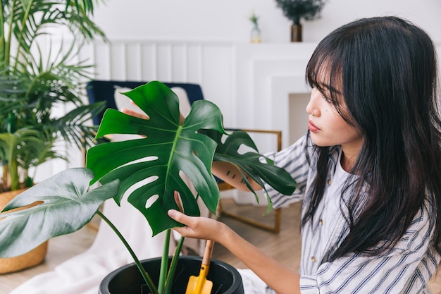 Closeup mãos de mulheres jovens verificam os danos nas folhas da planta de casa Monstera Deliciosa com cuidado Amante de Monstera em casa O conceito de cuidados com as plantas