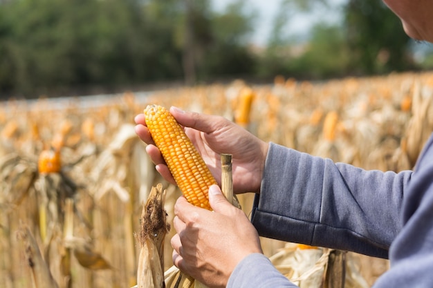 Closeup mazorca de maíz de alimentación madura sostenga en la mano del agricultor o cultivador en campo de maíz seco como concepto de agroindustria y productos agrícolas