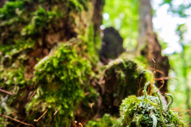 Closeup Moos auf einem Baumstumpf im Wald Schöne Naturlandschaft Selektiver Fokus im Vordergrund mit verschwommenem Hintergrund und Copyspace