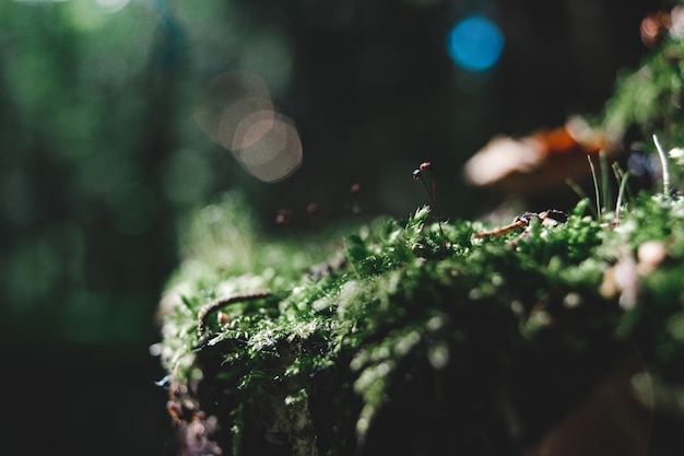 Closeup Moos auf einem Baumstumpf im Wald Schöne Naturlandschaft Selektiver Fokus im Vordergrund mit verschwommenem Hintergrund und Copyspace