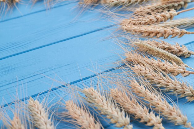 Closeup muchas espiguillas de trigo en el escritorio de madera azul