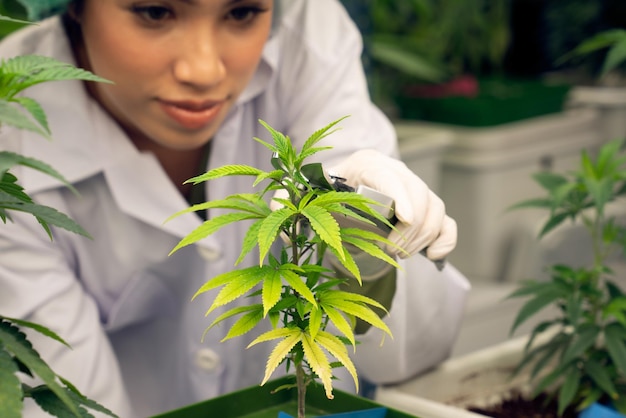 Closeup mujer científica cortando planta de cannabis gratificante en granja curativa