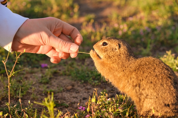 Foto closeup mujer mano alimentando una ardilla de tierra