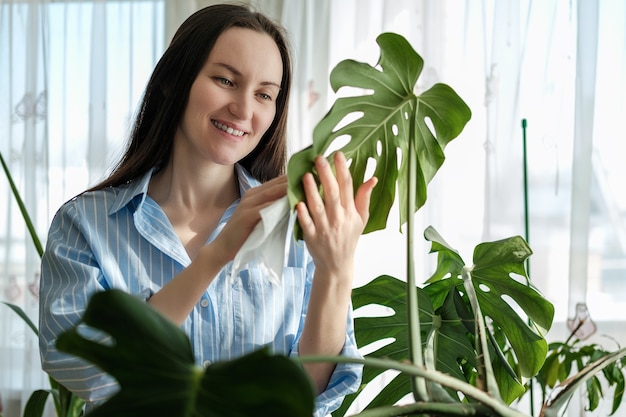 Closeup mulher de camisa azul limpa folhas de plantas Monstera com guardanapo molhado, cuidando de plantas caseiras de interior