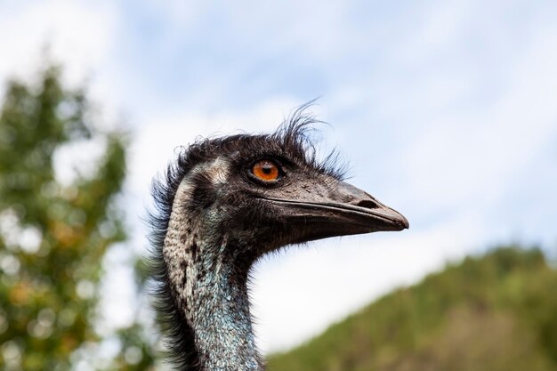 Closeup na cabeça de um avestruz selvagem preto e um grande bico olhos vermelhos e um longo pescoço animais selvagens e espécies raras do Livro Vermelho