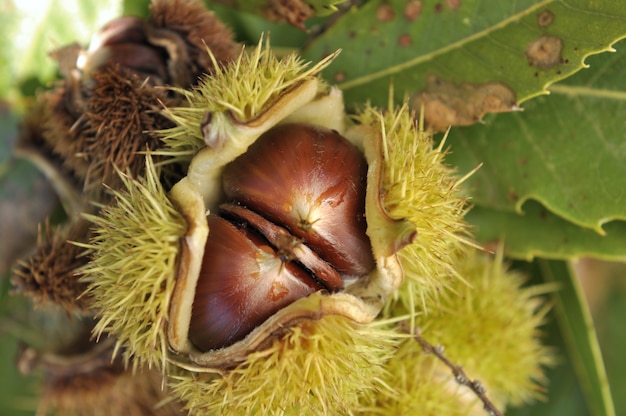 Closeup na castanha na árvore