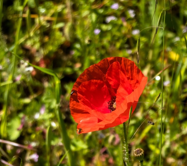 Closeup na flor de papoula