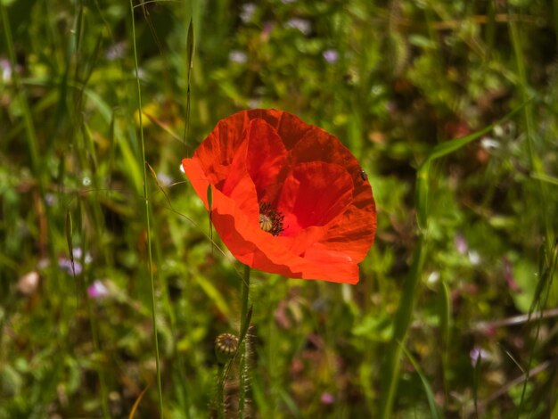 Closeup na flor de papoula