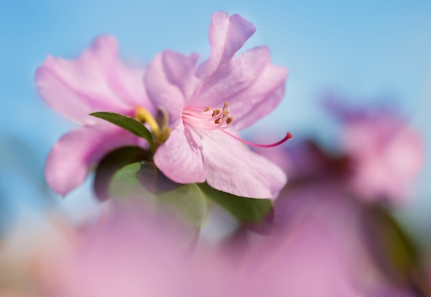 Closeup na flor rododendro