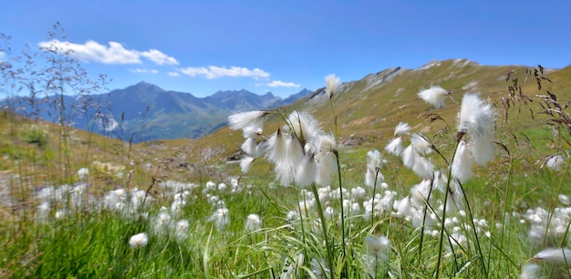 Closeup na grama de algodão de flores de linhaça em um prado e fundo de montanhas rochosas nos alpes europeus