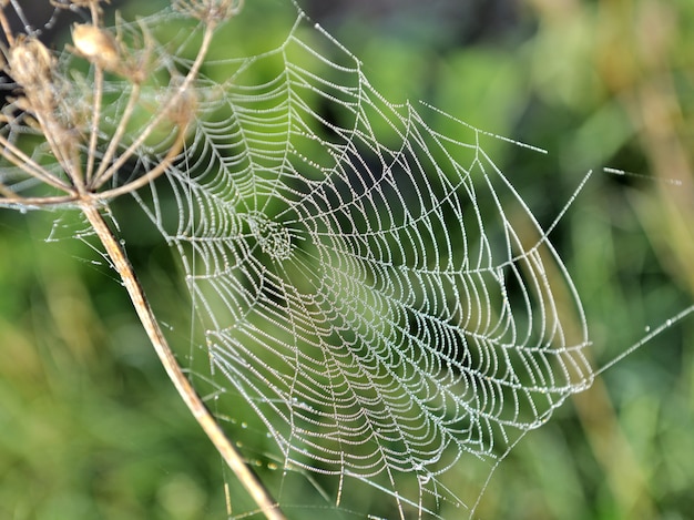 Closeup na teia de aranha