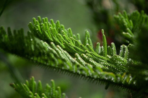 Closeup Norfolk Island pino Araucaria heterophylla hojas verdes y fondo de cielo azul