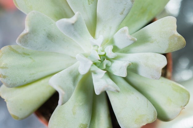 Closeup of a Succulent Plant - vista do topo